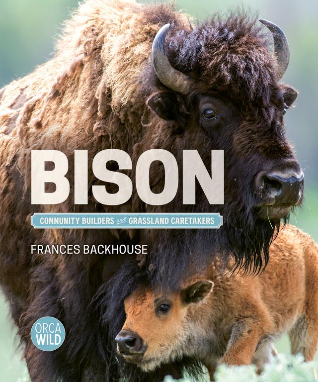 Bison by Frances Backhouse
