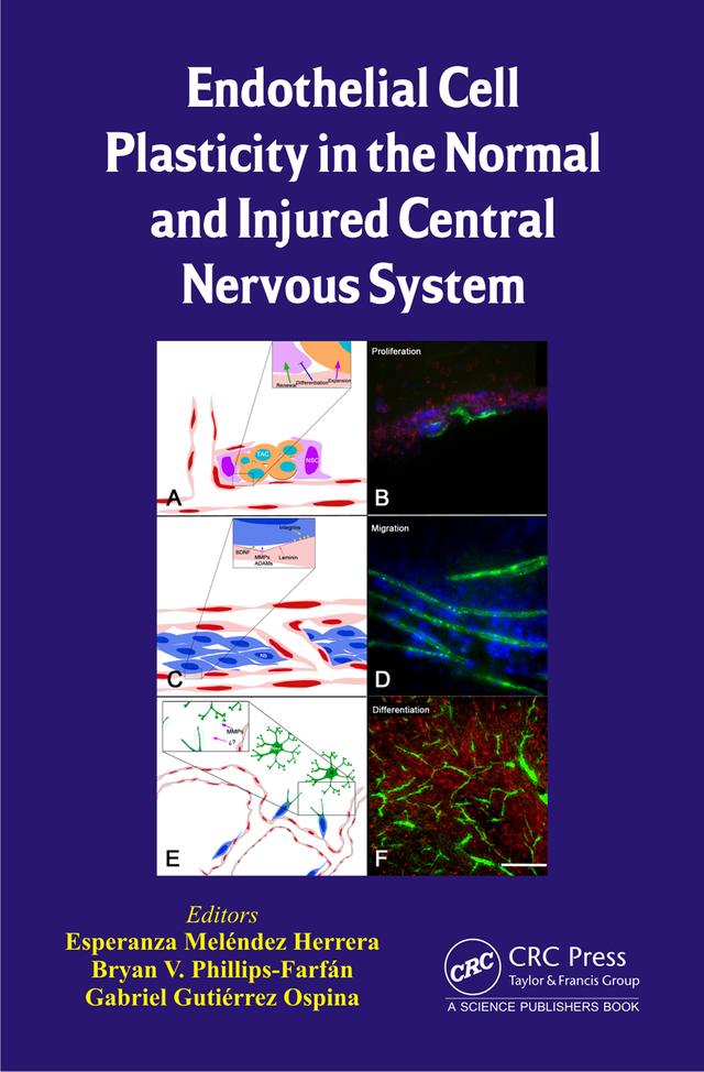 Endothelial Cell Plasticity in the Normal and Injured Central Nervous System by Bryan V. Phillips-Farfán, Esperanza Meléndez Herrera, Gabriel Gutiérrez Ospina