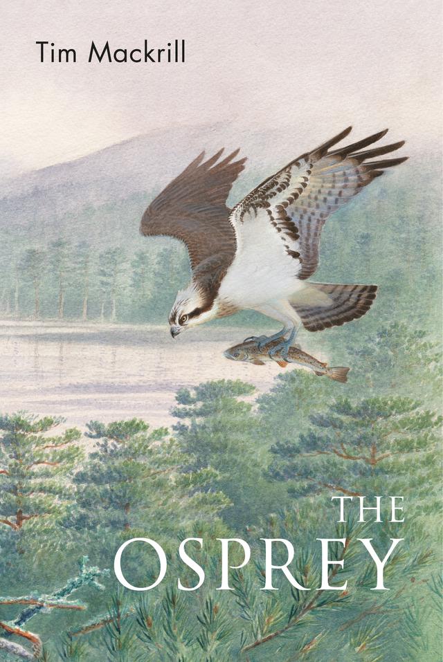 The Osprey by 