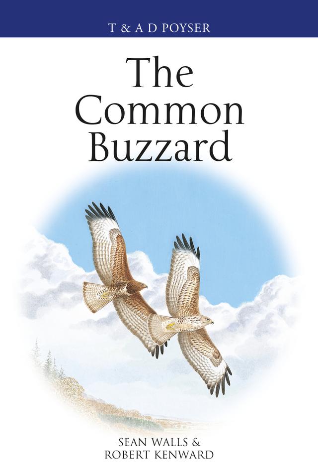 The Common Buzzard by 