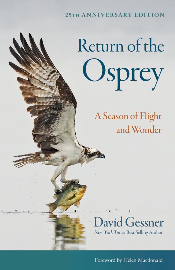 Return of the Osprey by David Gessner, Helen Macdonald