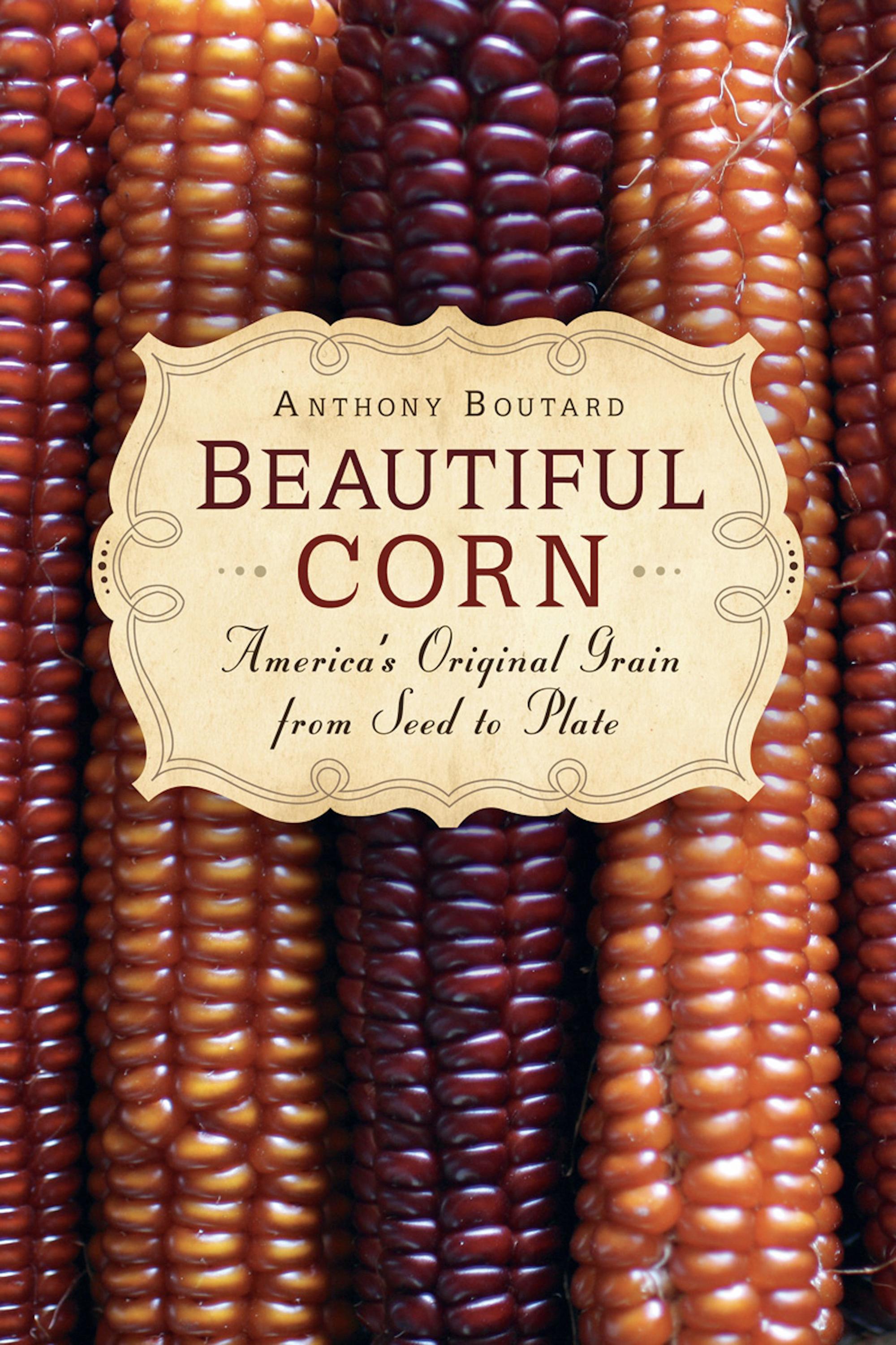 Beautiful Corn