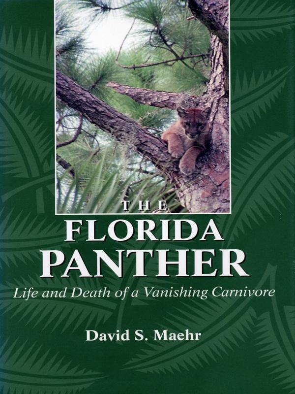 The Florida Panther by David Maehr