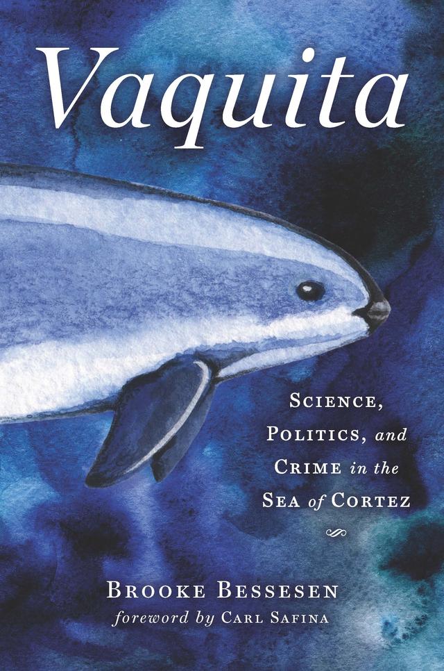 Vaquita by Brooke Bessesen
