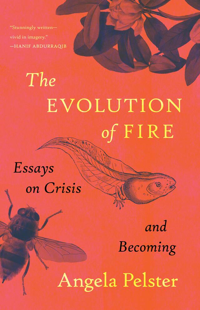 The Evolution of Fire by Angela Pelster
