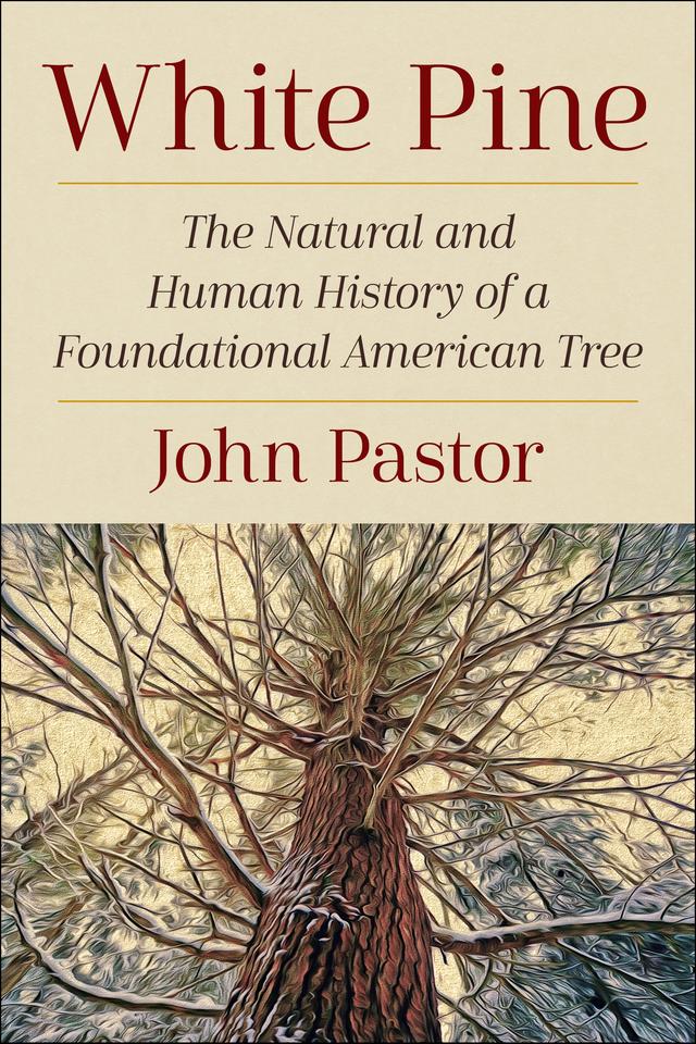 White Pine by John Pastor