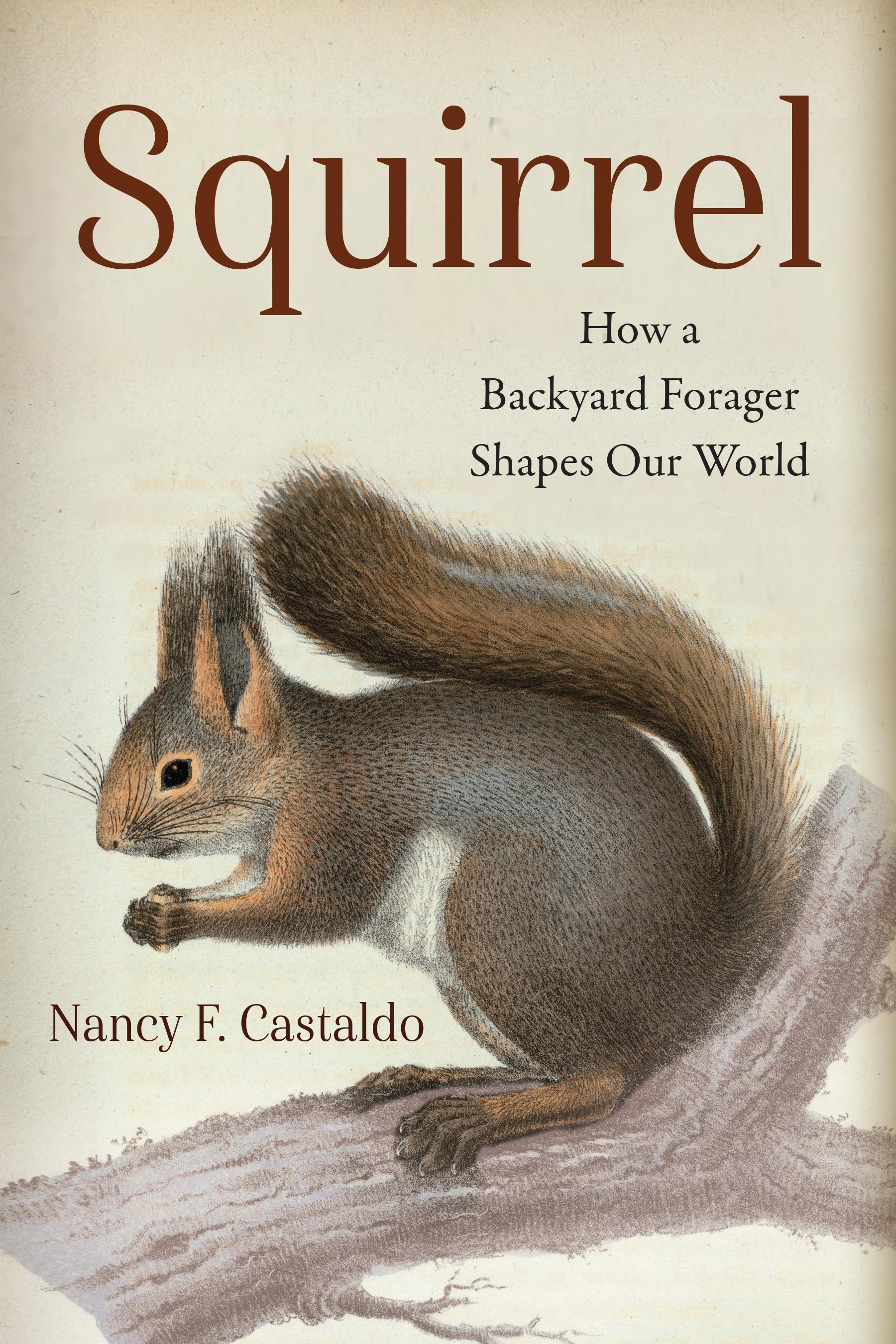 Squirrel