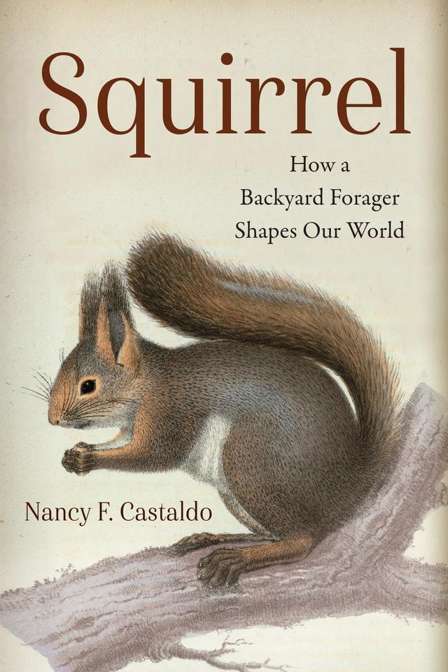 Squirrel by Nancy Castaldo