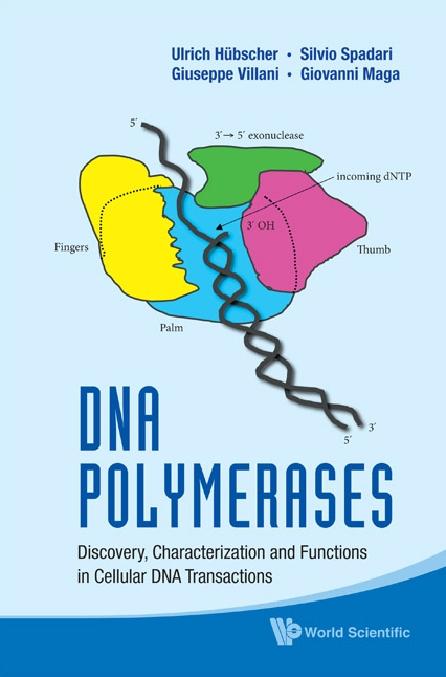 DNA POLYMERASES