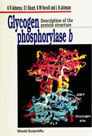 GLYCOGEN PHOSPHORYLASE b:DESCRIP PROTEIN